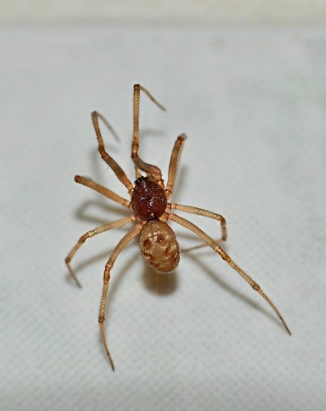 Steatoda triangulosa